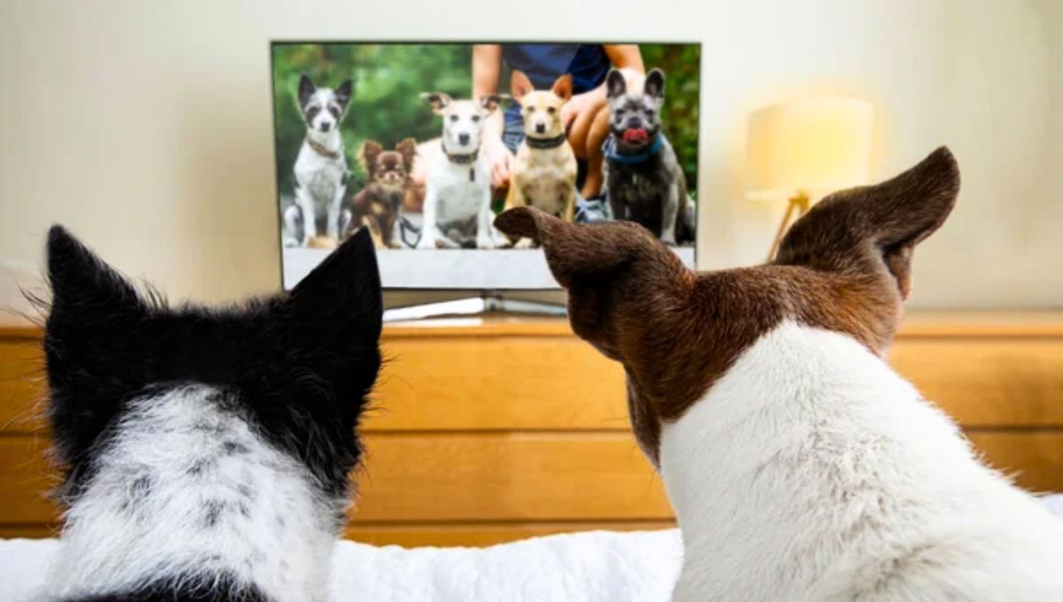 Los perros tienen un contenido favorito en la televisión