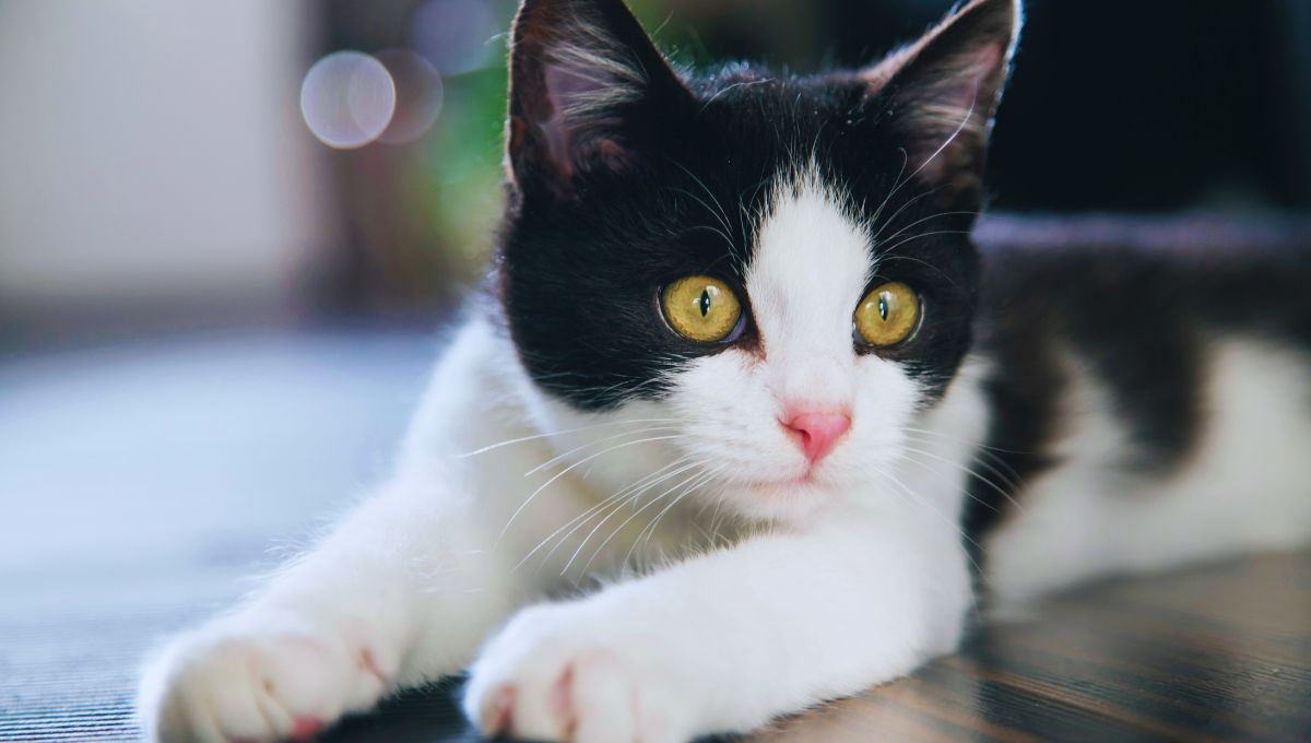 La ciencia veterinaria revela cómo entender el estado de ánimo de tu gato, según su cola y orejas