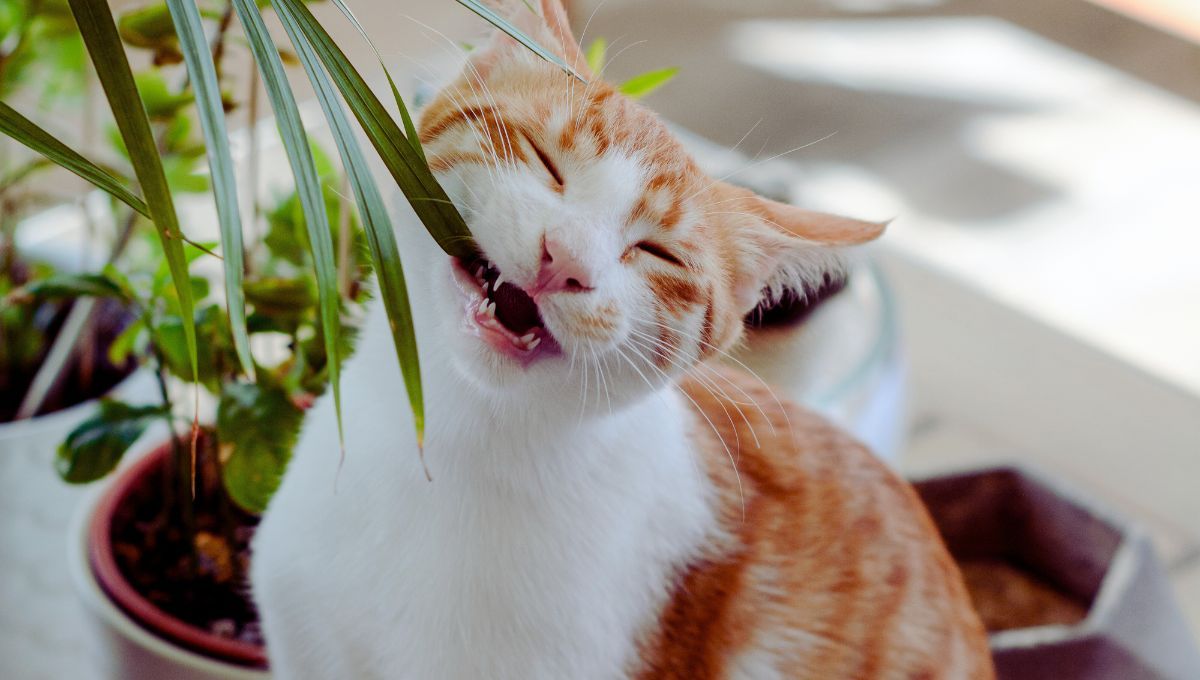 ¡Cuidado! estas son las 7 plantas del hogar que son muy tóxicas para las mascotas