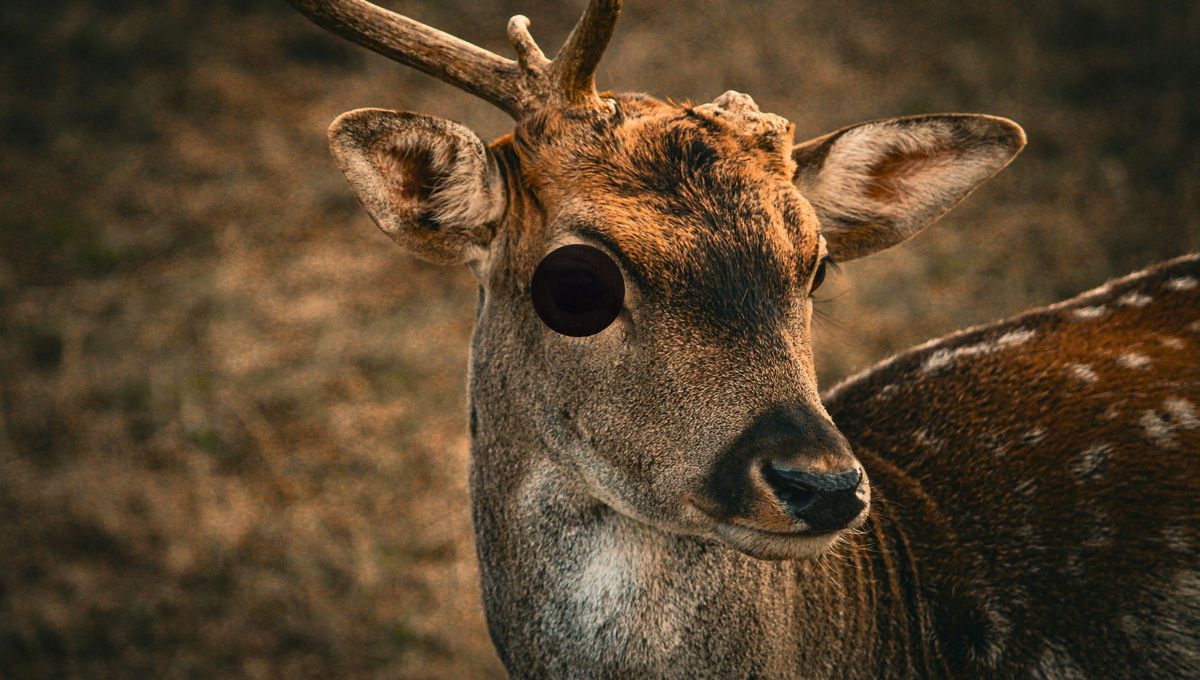 Venado Tuerto: la ciudad argentina que carga un insólito nombre inspirado en una leyenda