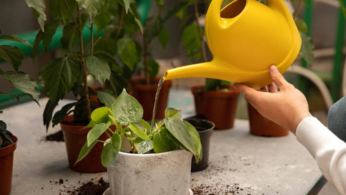 Las 3 razones por las que las hojas de tus plantas se secan Las 3 razones por las que las hojas de tus plantas se secan