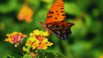 Qué tipo de insecto serías, de acuerdo con tu mes de nacimiento