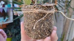 En pocos pasos lograrás crear una maceta. En pocos pasos lograrás crear una maceta.