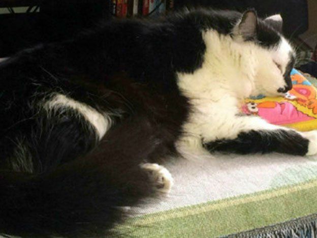 Una familia tuvo que llamar a la policía porque la atacaba su gato