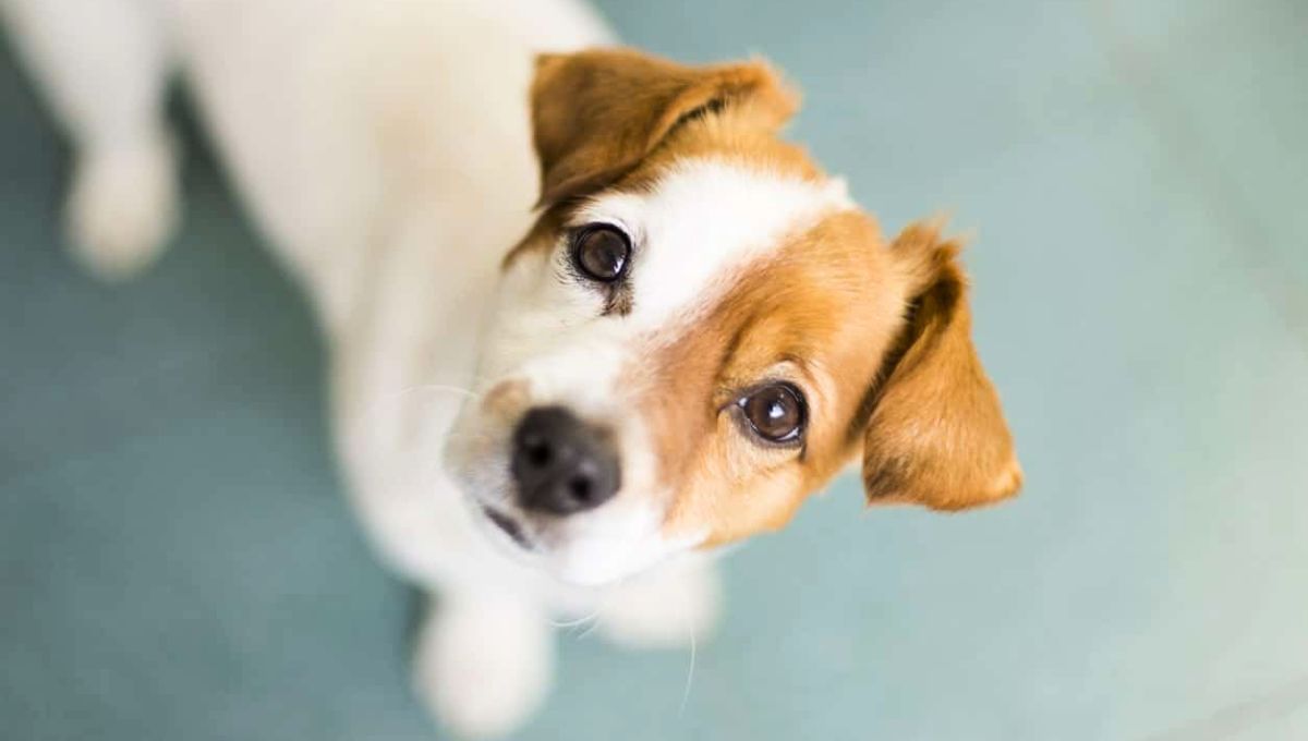 El hecho de que tu perro te mire fijo puede ser algo grave a cierta edad.&nbsp;