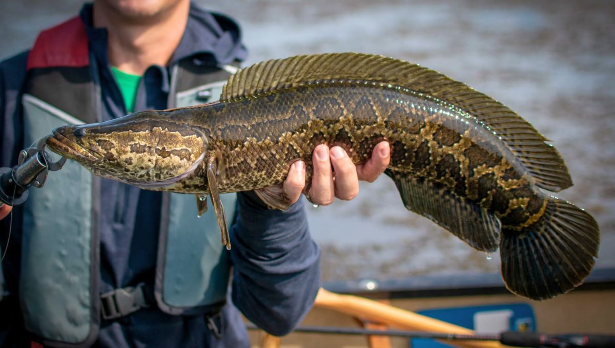 La colaboración ciudadana ha sido clave para frenar el avance de este ejemplar.