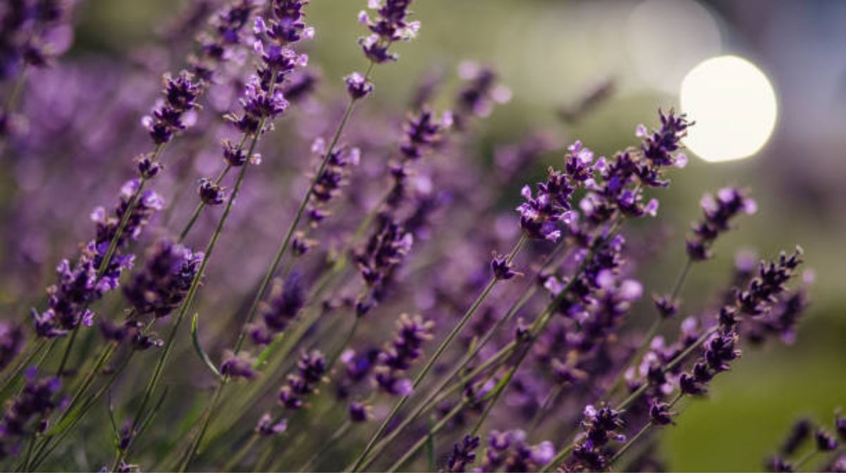 Lavanda: gracias a este truco tendrás una planta fragante.
