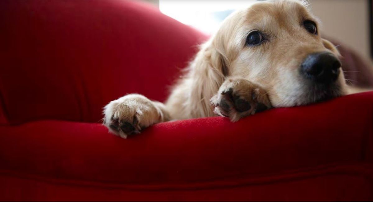 Extraña enfermedad. Una misteriosa enfermedad afecta a los perros en EEUU. Extraña enfermedad. Una misteriosa enfermedad afecta a los perros en EEUU.