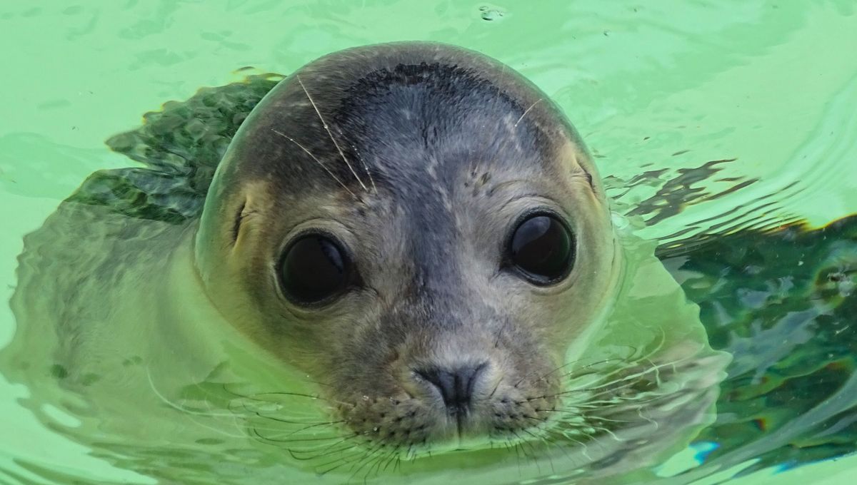 Tres animales muy conocidos que compartes similitudes y tiene varias diferencias