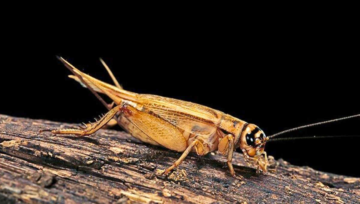 Los grillos domésticos comunes suelen tener un tono marrón amarillento mientras que los grillos de campo son negros y brillantes. Los grillos domésticos comunes suelen tener un tono marrón amarillento mientras que los grillos de campo son negros y brillantes. 