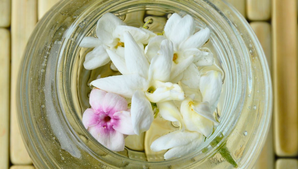 Cómo mantener en agua los jazmines blancos y perfumados por más tiempo después de cortarlos