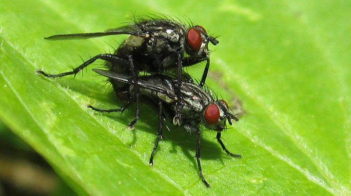 Según un estudio científico, a las moscas les gusta eyacular tanto como a los humanos