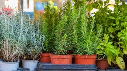 La primavera o el otoño son buenas épocas para llevar a cabo esta actividad. La primavera o el otoño son buenas épocas para llevar a cabo esta actividad.