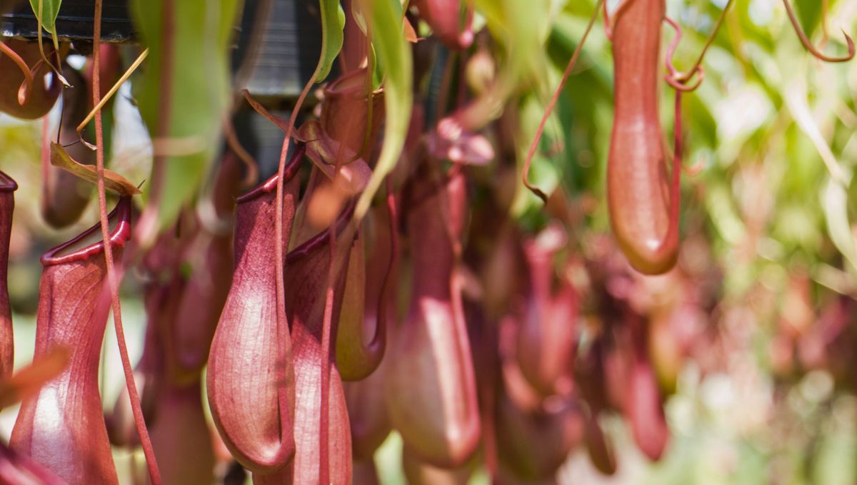 Las plantas dentro del hogar proporcionan aire puro, eliminan toxinas y decoran los rincones Las plantas dentro del hogar proporcionan aire puro, eliminan toxinas y decoran los rincones