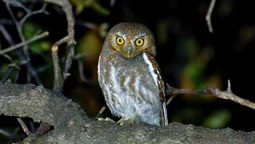 Si escuchaste lechuzas merodeando por tu casa, te contamos qué significa y por qué es bueno Si escuchaste lechuzas merodeando por tu casa, te contamos qué significa y por qué es bueno