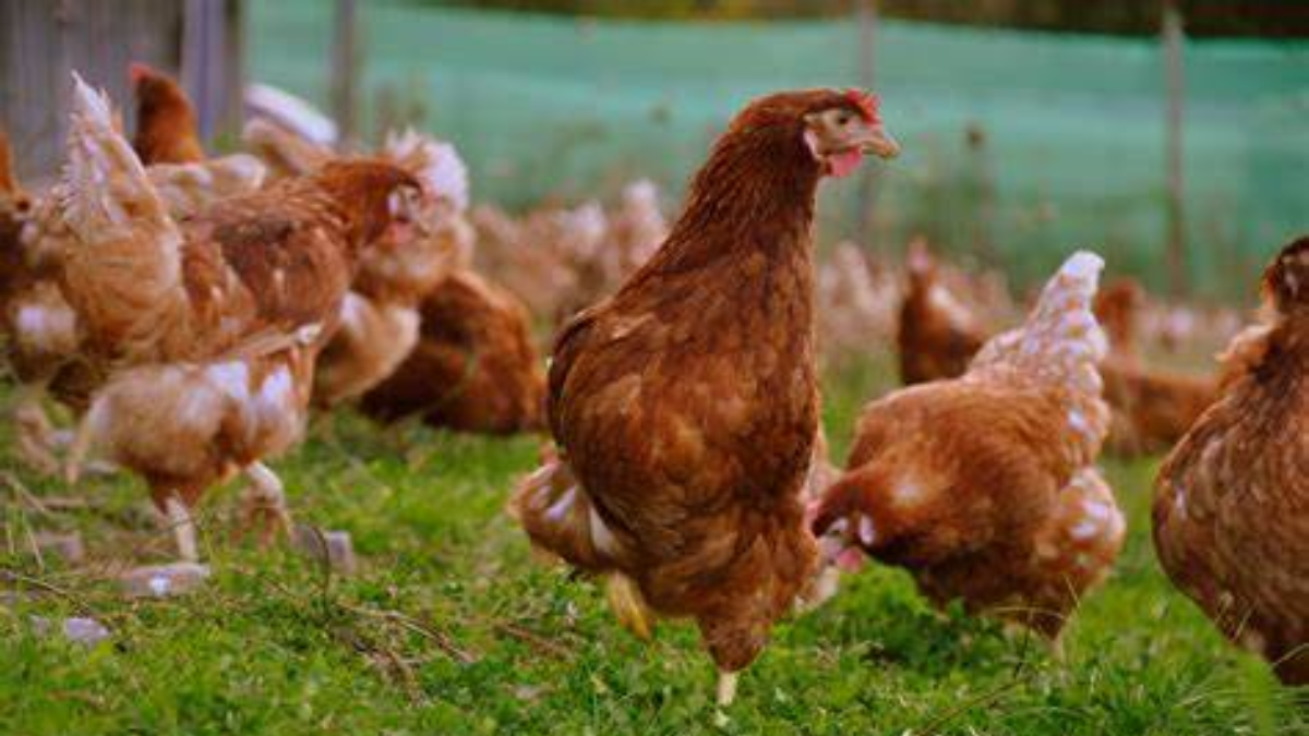Más que simples huevos: cuidar gallinas es aprender sobre su comportamiento y curiosidades.
