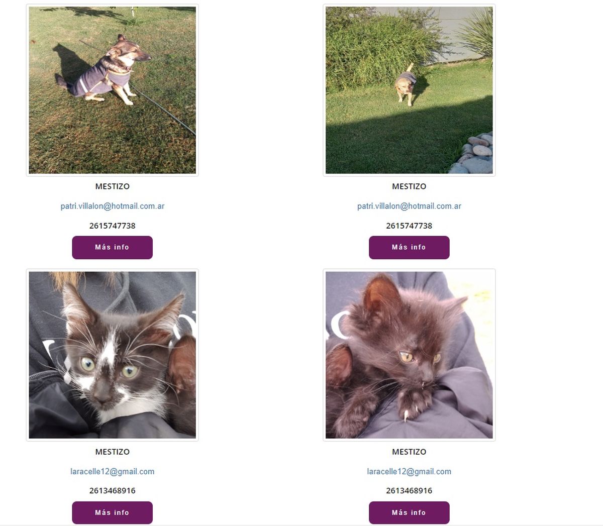 Perros y gatos en adopción en el Portal Mascotas de la Municipalidad de Godoy Cruz. 
