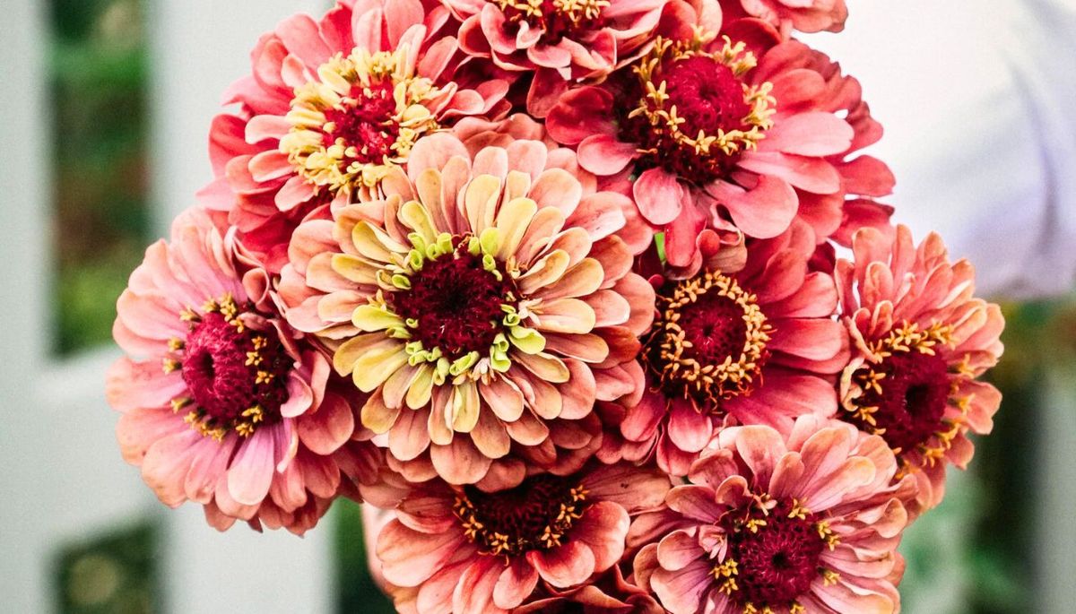 Un ramo de flores de Zinnia elegans. Imagen: Pixabay Un ramo de flores de Zinnia elegans. Imagen: Pixabay