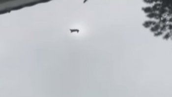 Quién es el presunto responsable de arrojar el cerdo desde un helicóptero