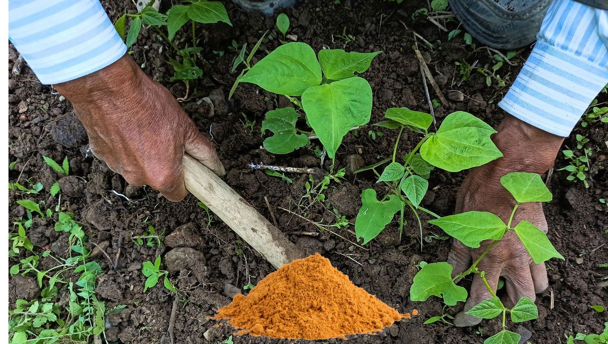 Así se implementa este truco con canela en la tierra de las plantas Así se implementa este truco con canela en la tierra de las plantas