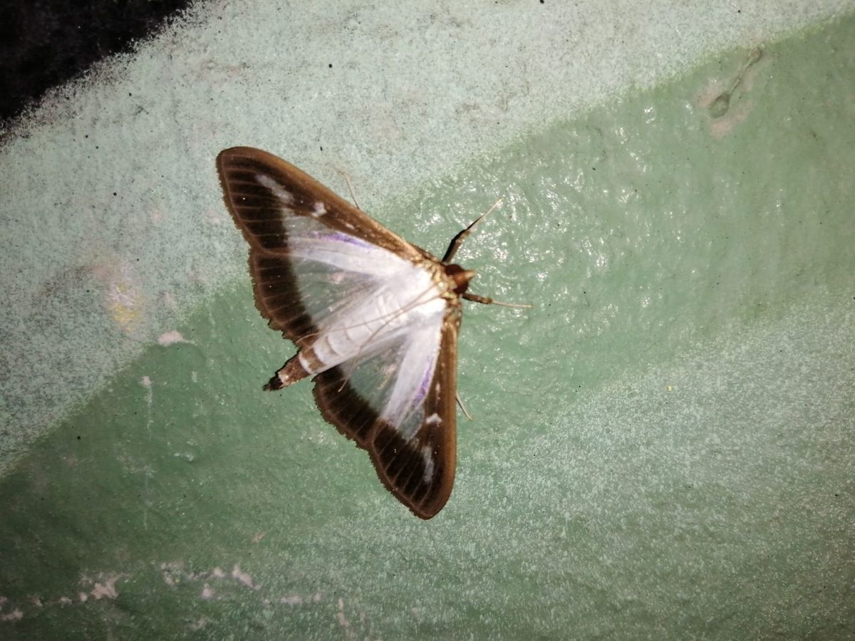 El descubrimiento de una polilla invasora que obligó a una cuarentena en Pensilvania El descubrimiento de una polilla invasora que obligó a una cuarentena en Pensilvania