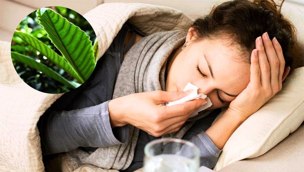 Las hojas de este árbol tienen propiedades antiinflamatorias que son beneficiosas