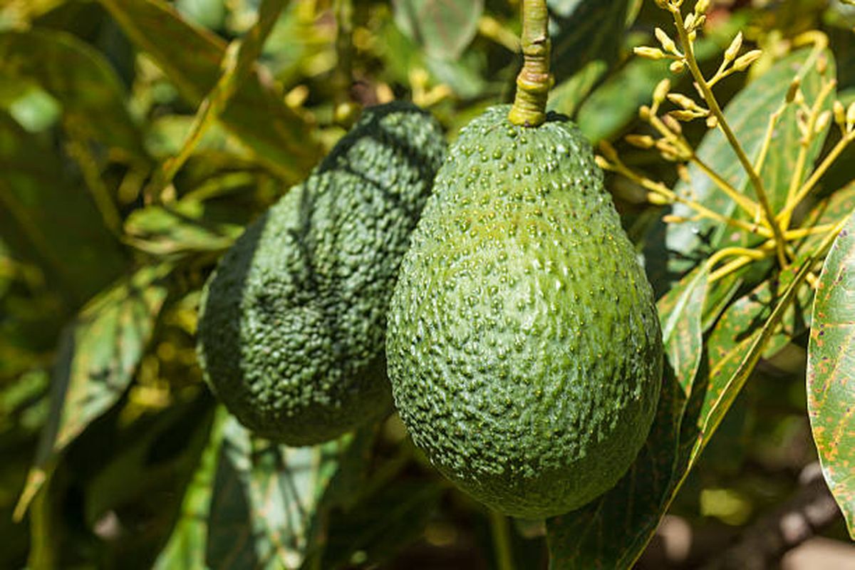 Árbol de palta: así puedes estimular su crecimiento. Árbol de palta: así puedes estimular su crecimiento.