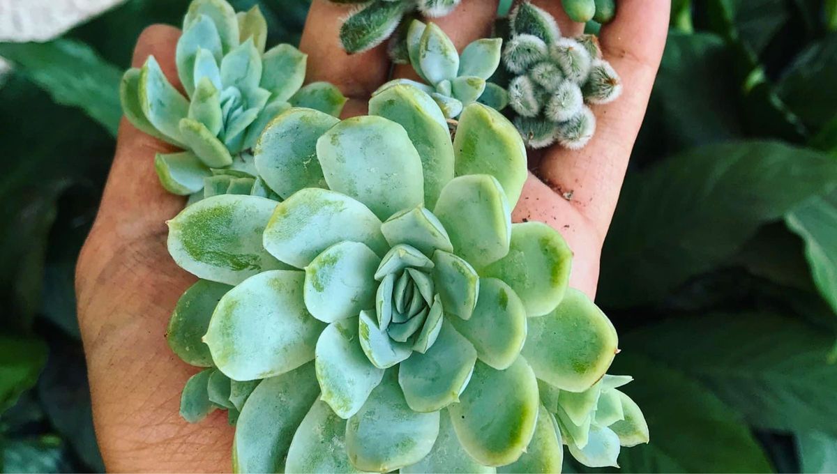 Las suculentas de la suerte, una de las plantas que atraen el dinero más famosas Las suculentas de la suerte, una de las plantas que atraen el dinero más famosas
