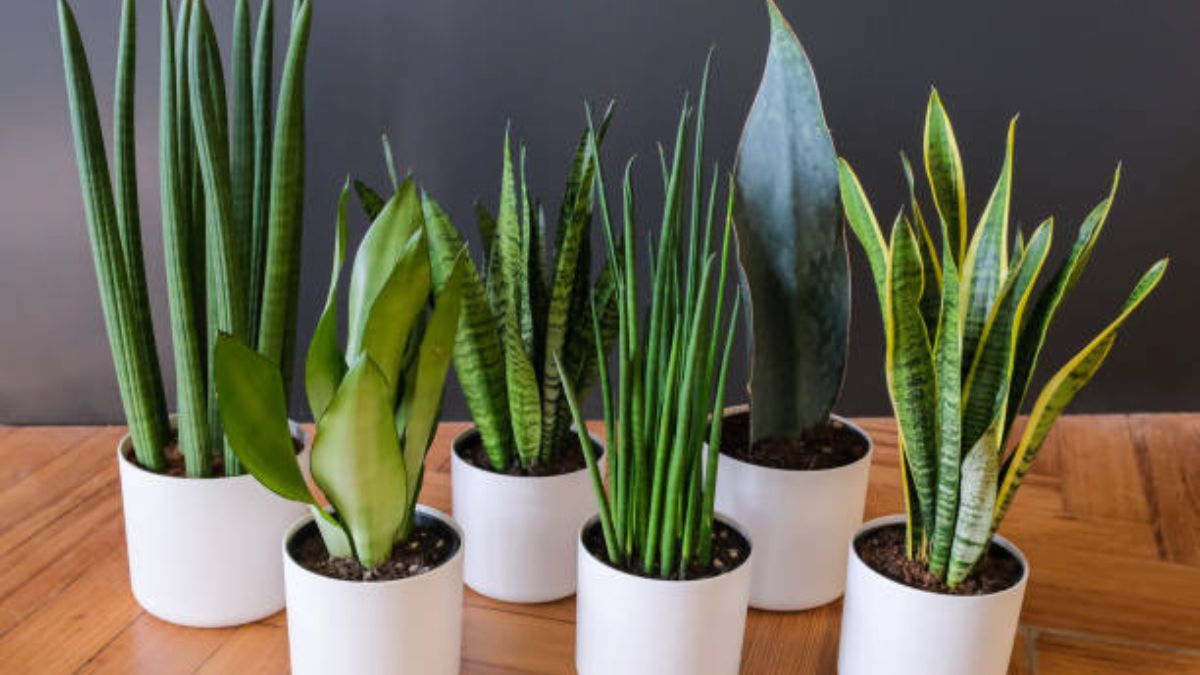 Cualquier variedad de sansevieria o lengua de suegra se verá beneficiada con este abono casero.