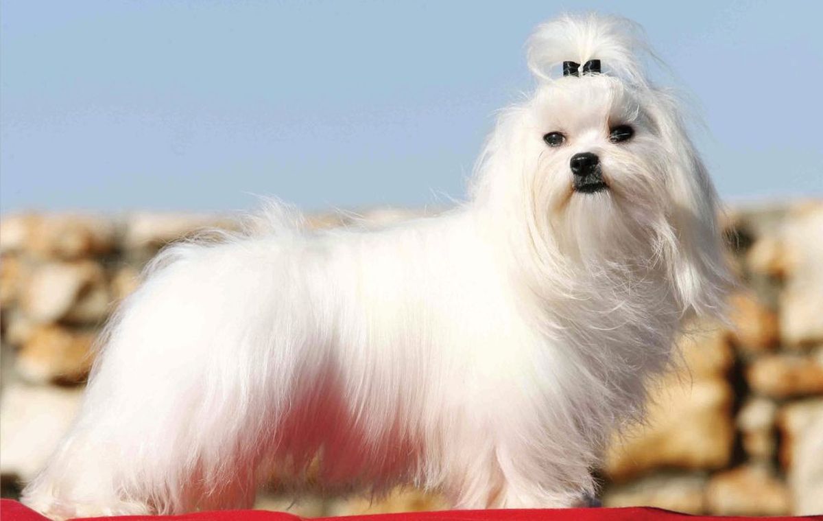 Ni Golden ni Labrador: estudio científico revela cuál es la raza de perro más cariñosa del mundo Ni Golden ni Labrador: estudio científico revela cuál es la raza de perro más cariñosa del mundo