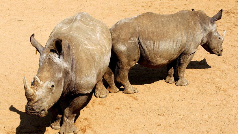 Lograron crear embriones híbridos para salvar a uno de los mamíferos más amenazados del planeta