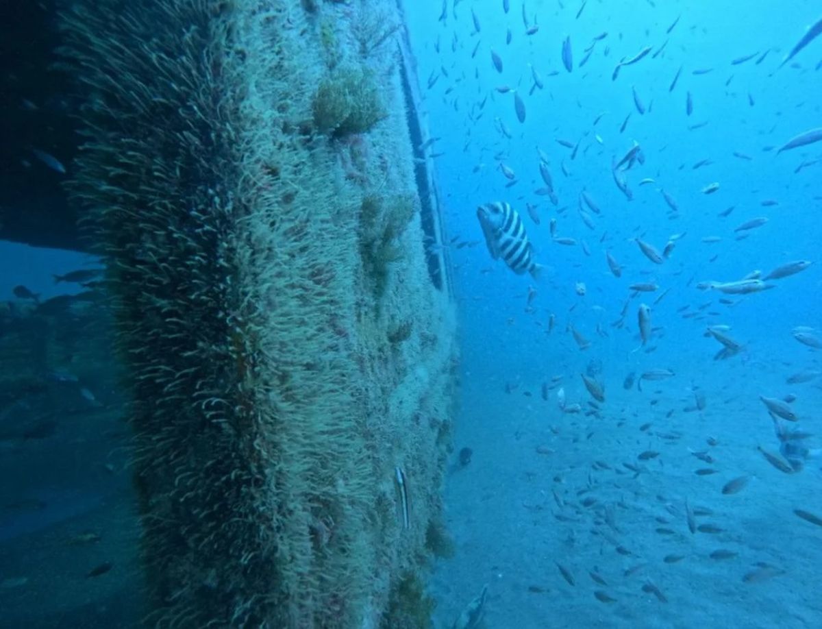 Así luce el arrecife artificial cercano a las costas de Georgia. Así luce el arrecife artificial cercano a las costas de Georgia.
