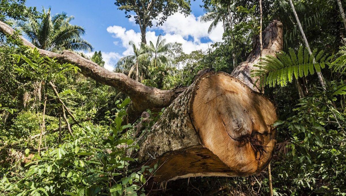 Su dureza y valor en el mercado internacional lo ponen en la mira de mafias y taladores ilegales. Su dureza y valor en el mercado internacional lo ponen en la mira de mafias y taladores ilegales. 