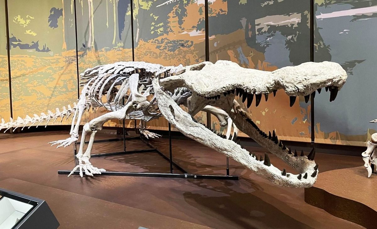 El terror del pasado: reconstruyen un cocodrilo que se alimentaba de dinosaurios