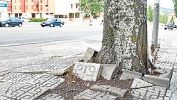 Hay árboles que dan buena sombra y a la vez tienen raíces pocos invasivas, que no destruyen veredas.