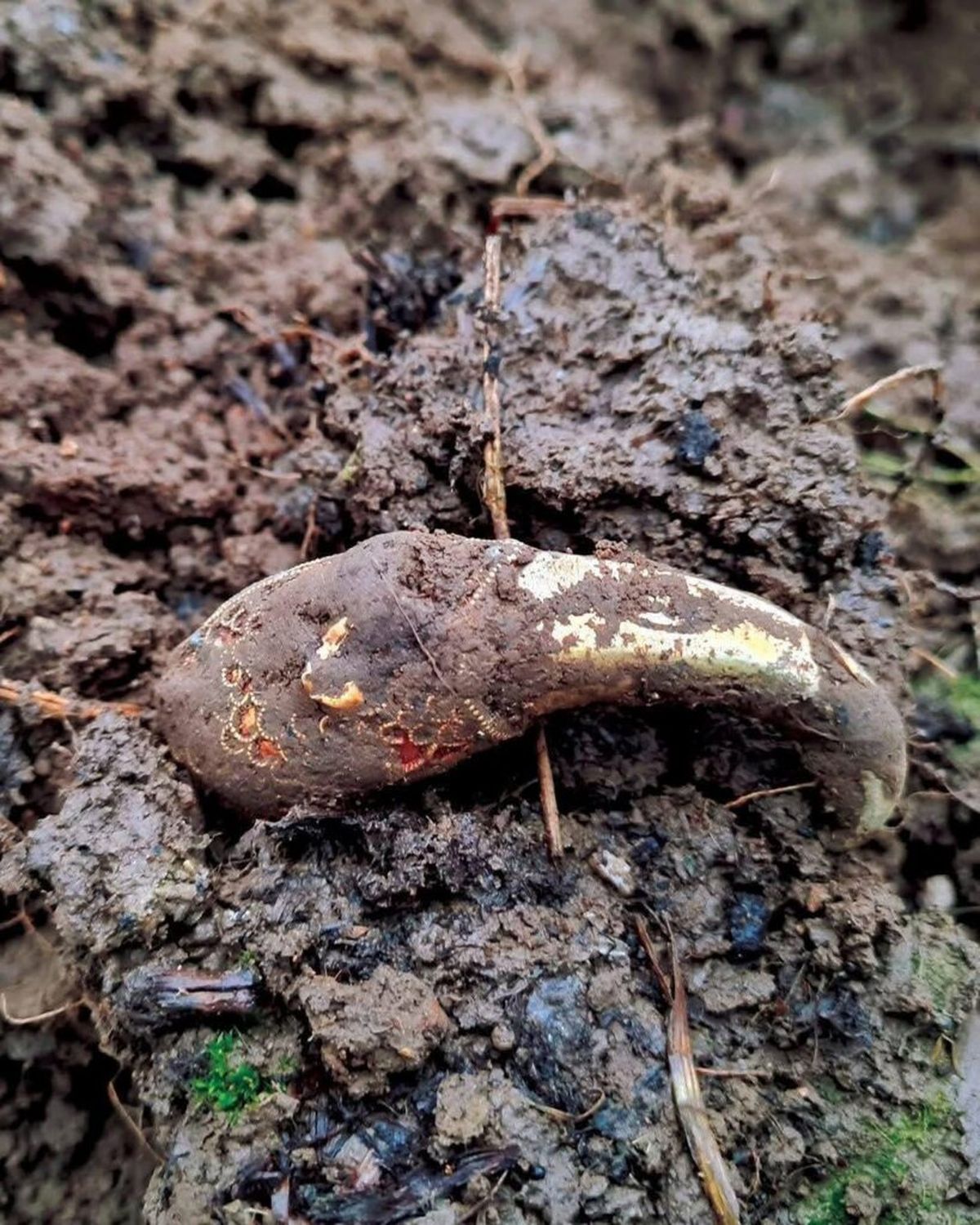 El descubrimiento dejó sin palabras a los detectoristas. El descubrimiento dejó sin palabras a los detectoristas.
