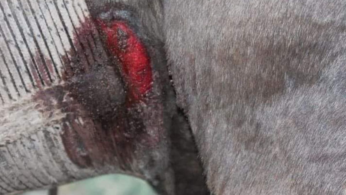 Un imperdonable descuido permitió que la cincha del albardón que se le colocó a la mula le causó una profunda herida en su cuero.