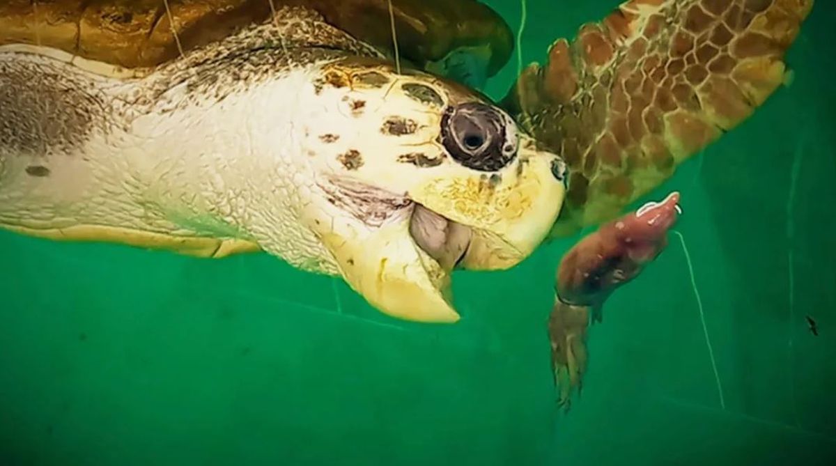 Los investigadores dejaron de monitorear al tortugo Jorge los últimos días de julio. Se encuentra en las aguas cálidas en Brasil. Imagen ilustrativa. Los investigadores dejaron de monitorear al tortugo Jorge los últimos días de julio. Se encuentra en las aguas cálidas en Brasil. Imagen ilustrativa.
