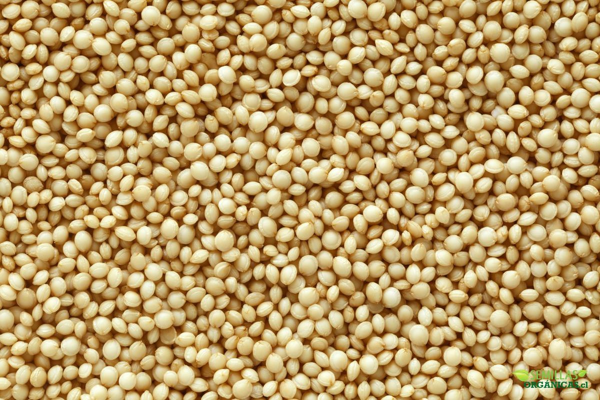 Las semillas de amaranto son aptas para los cel&iacute;acos.