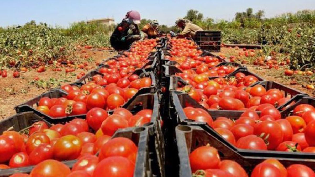 Son más de 4.000 hectáreas cultivadas con tomate perita en Mendoza. Entre nuestra provincia y San Juan se concentra el 80% de la producción nacional.