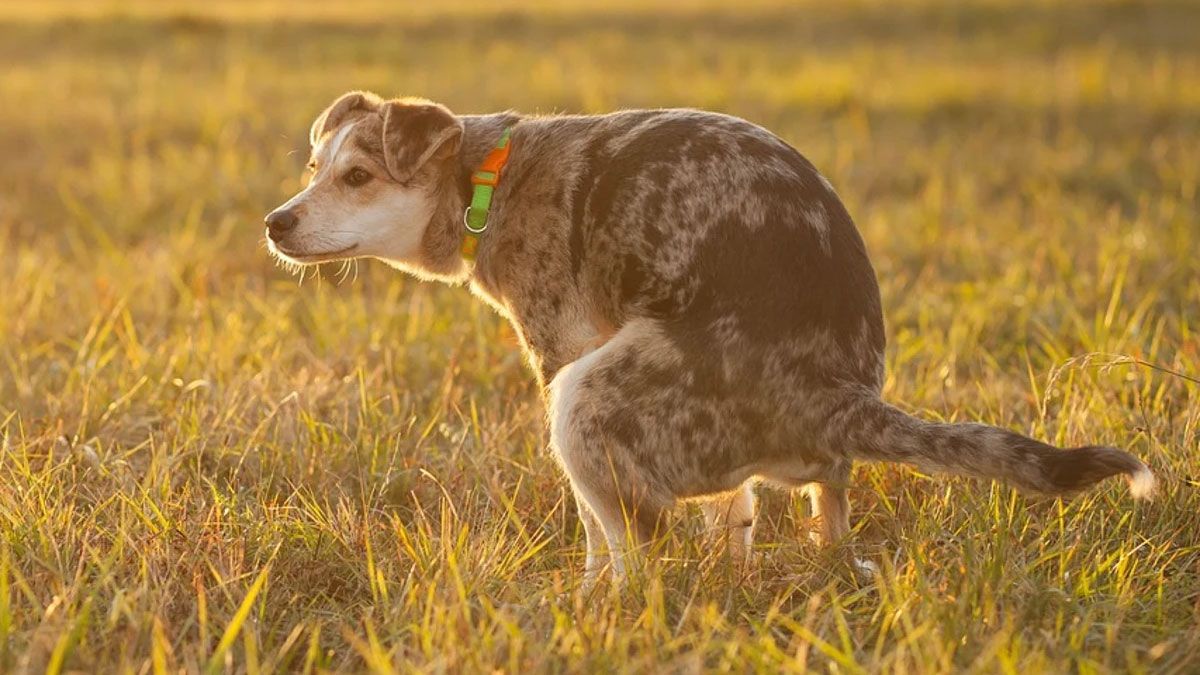 El perro busca siempre el hemisferio Norte-Sur para hacer sus necesidades.