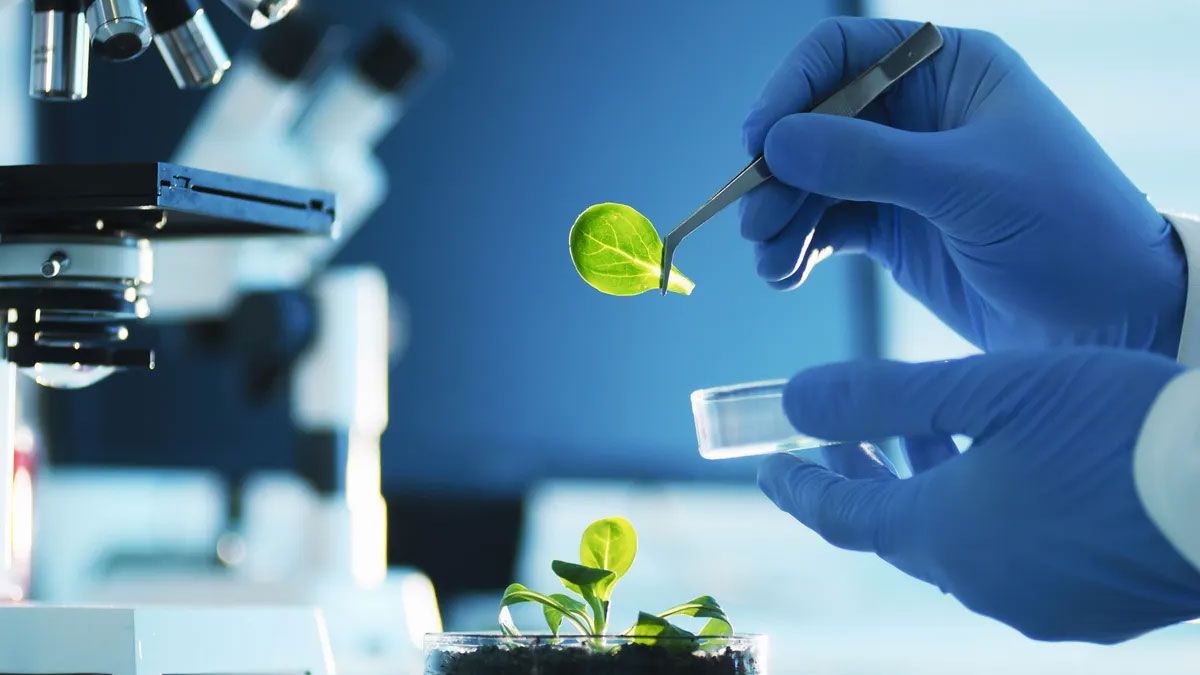 El hallazgo del cardo santo, declarado extinto, fue uno de los mejores descubrimientos de los últimos años.