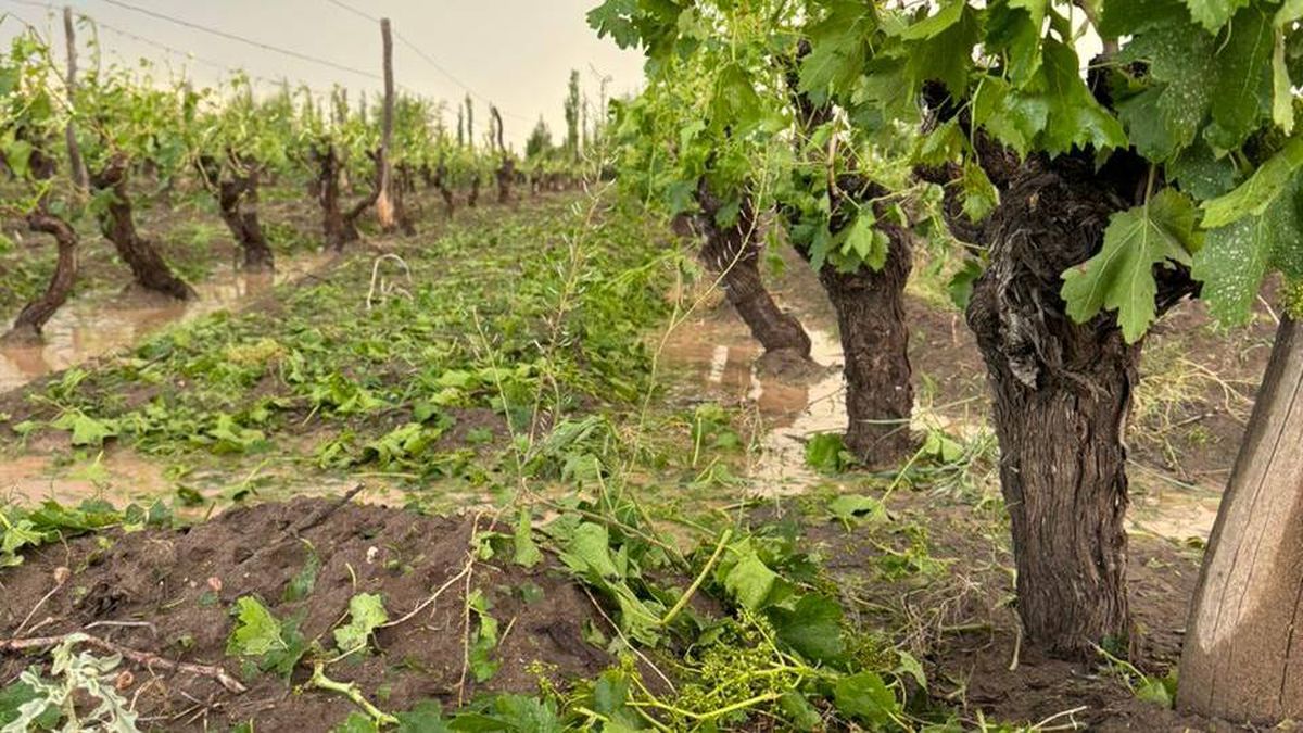 AsÃ­ quedaron las vides en fincas de San Rafael tras la fuerte caÃ­da de granizo.