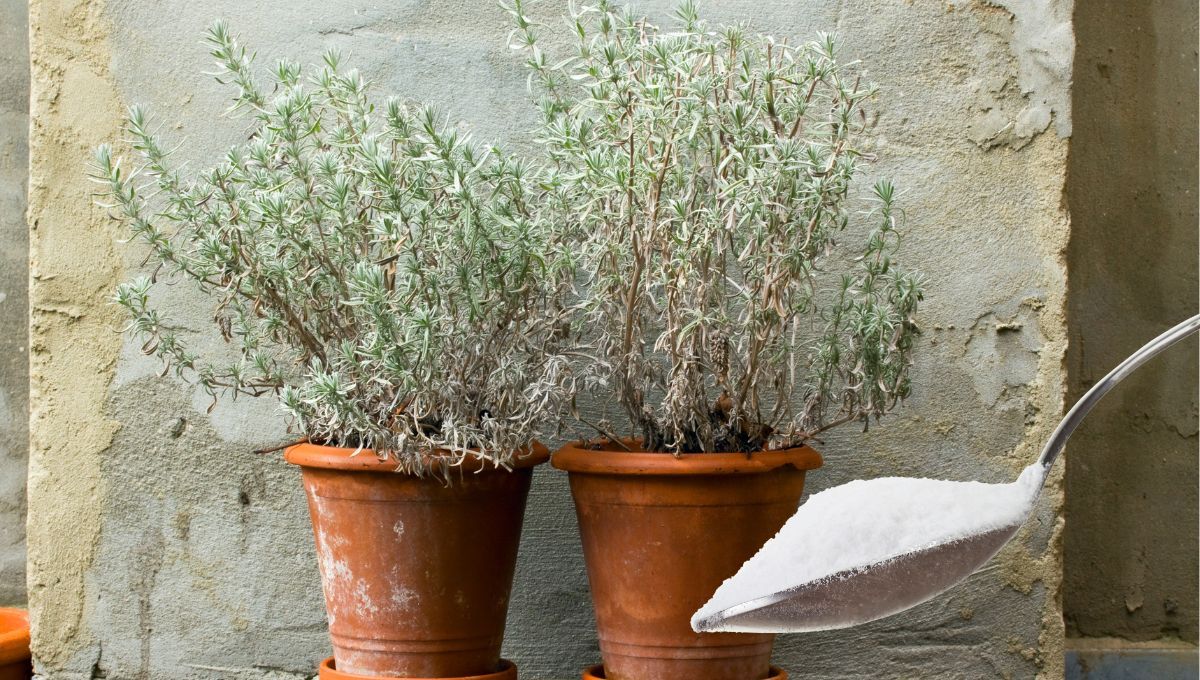 Por qué deberías usar bicarbonato para que tu jardín no se seque en invierno