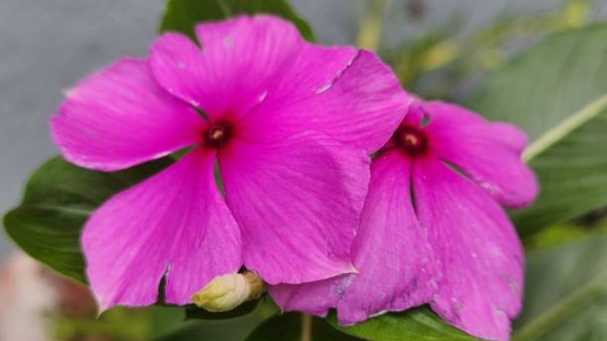 Estas plantas se destacan por una belleza deslumbrante.