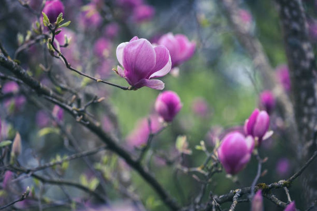 Este árbol no puede faltar en tu jardín. Este árbol no puede faltar en tu jardín.