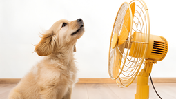 Consejos esenciales para proteger a perros y gatos del golpe de calor en días de 35 °C Consejos esenciales para proteger a perros y gatos del golpe de calor en días de 35 °C
