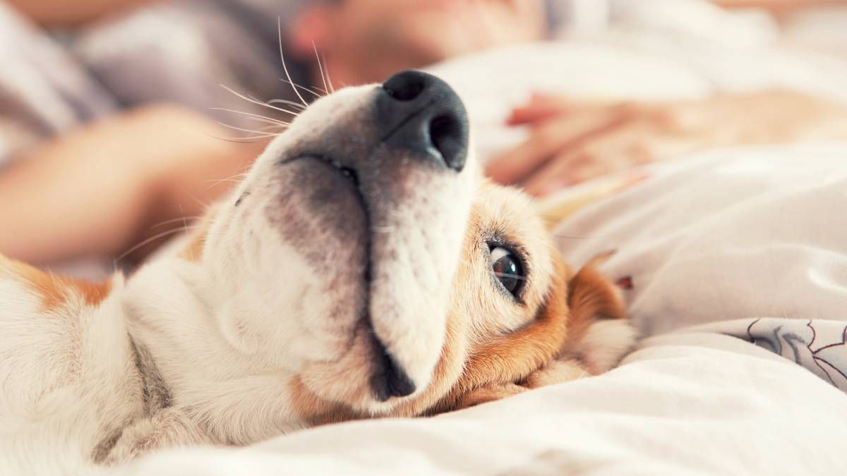 Es bueno o malo tapar a los perros para dormir. Es bueno o malo tapar a los perros para dormir.