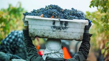 Pronosticaron una fuerte caída de la cosecha y crece la expectativa por un mejor precio de la uva Pronosticaron una fuerte caída de la cosecha y crece la expectativa por un mejor precio de la uva