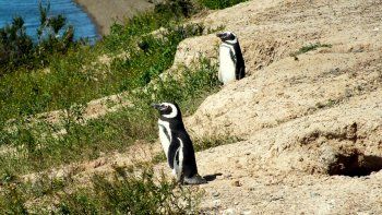¿Qué actividades se pueden hacer en Puerto Pirámides?